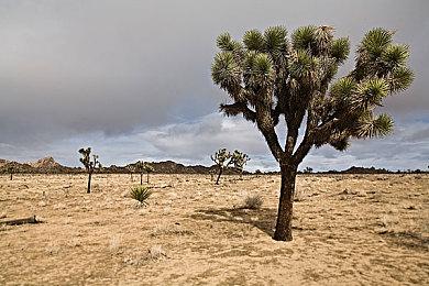 《吸血鬼：避世血族2》第三个可玩氏族：阴影刺客哈基姆